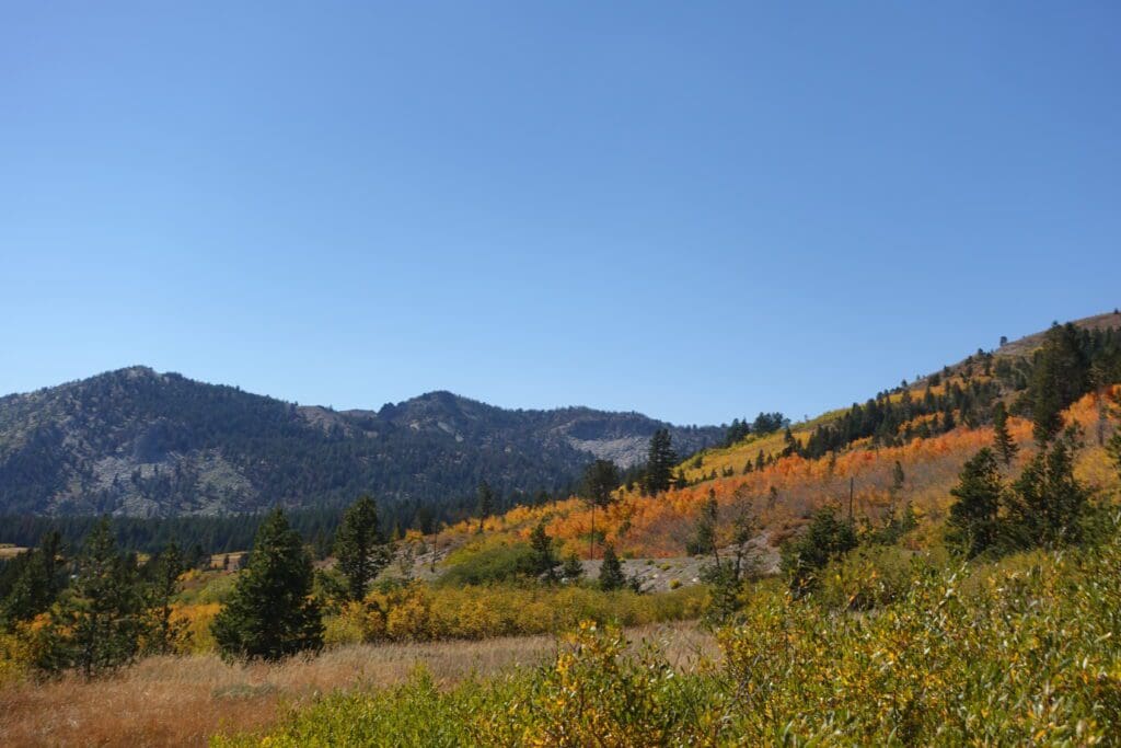 Mount Rose Fall Color